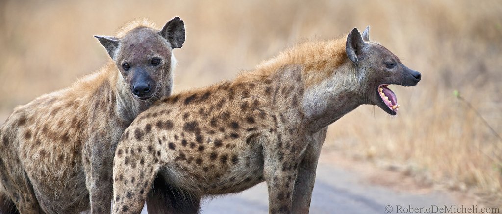 SAKP56 - Kruger Park - Spotted Hyenas slides/IMG_1525P.jpg